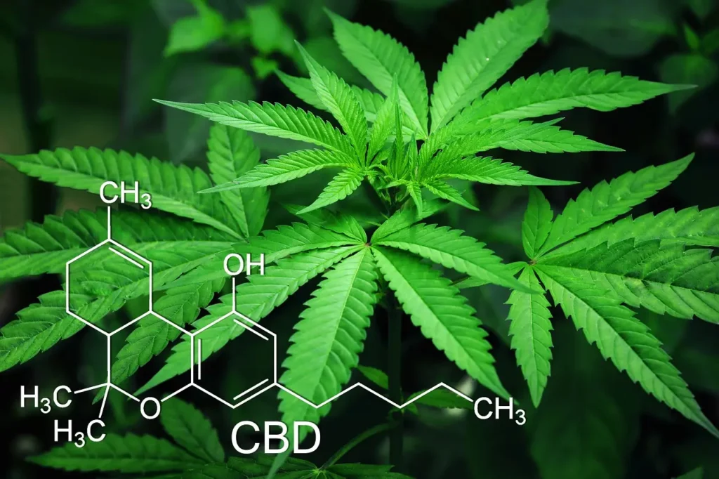 Cosmetic Emulsifiers That Work With Cannabis