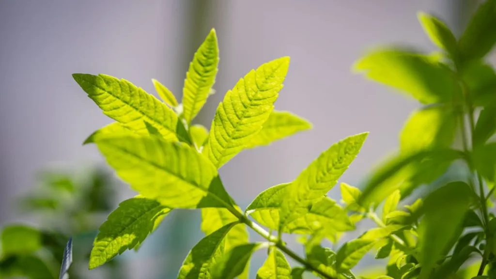 Fresh Lemon Verbena, rich with Limonene terpene