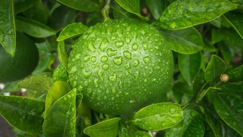 Fresh green mandarin full of the terpene Terpinenene