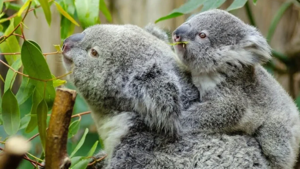 Koala bears eating eucalyptus leaves rich in Eucalyptol terpene