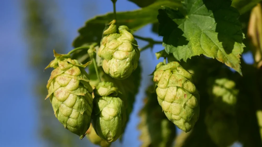 Terpene rich hops growing on the vine