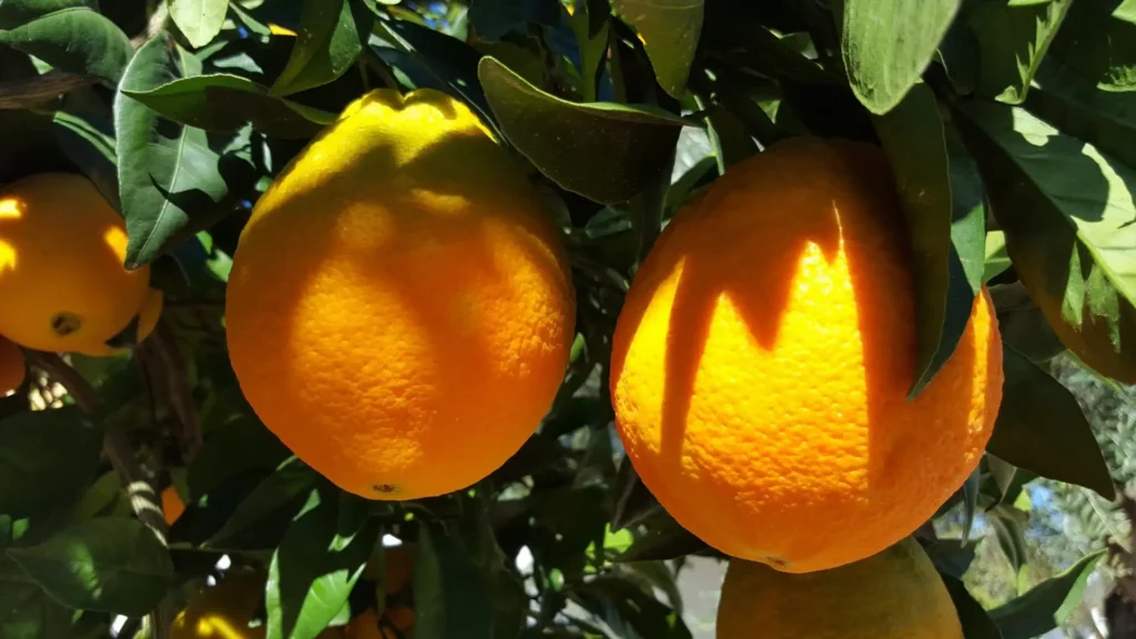 Valencene terpene is great for stress and anxiety