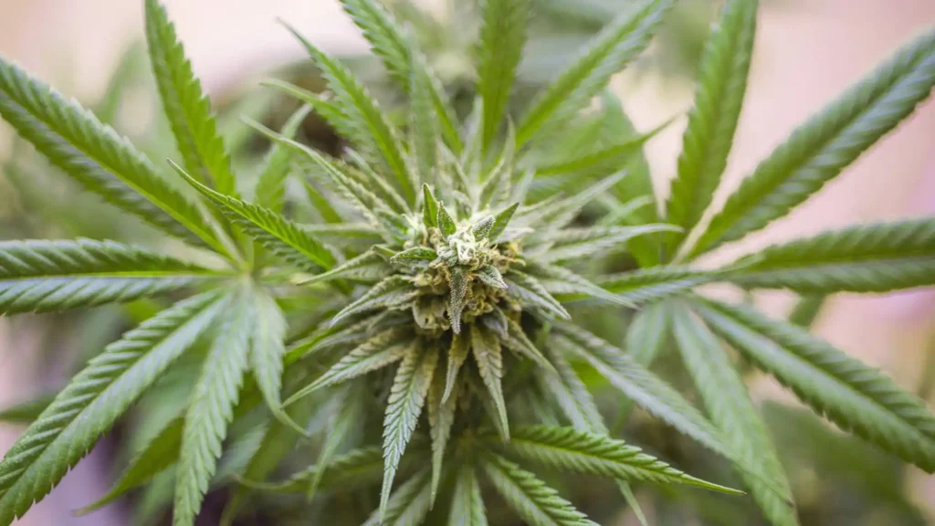 Cannabis for treating eczema naturally
