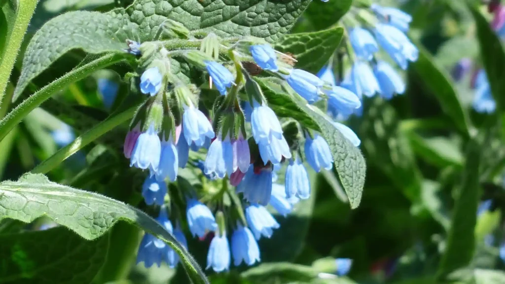 Comfrey for treating eczema naturally