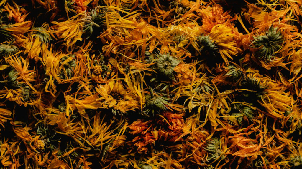 Dried Calendula flowers for treating eczema naturally