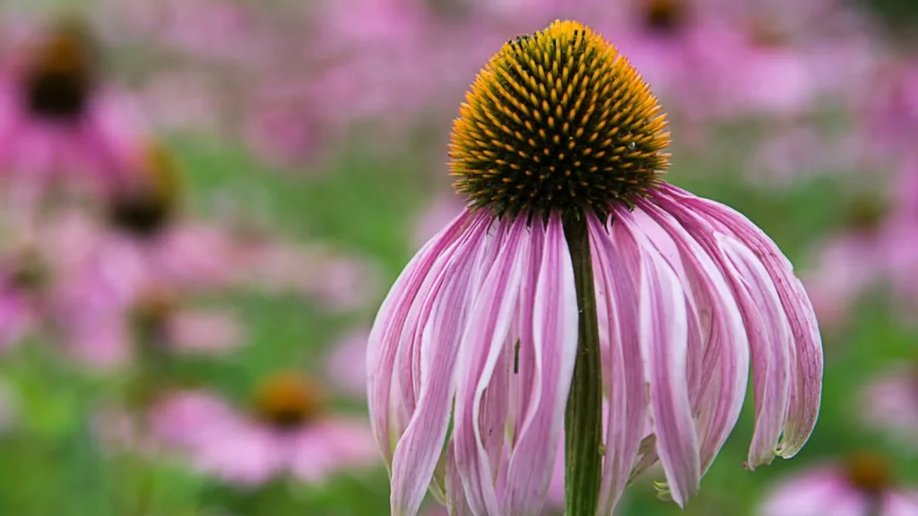 Echinacea for treating eczema naturally