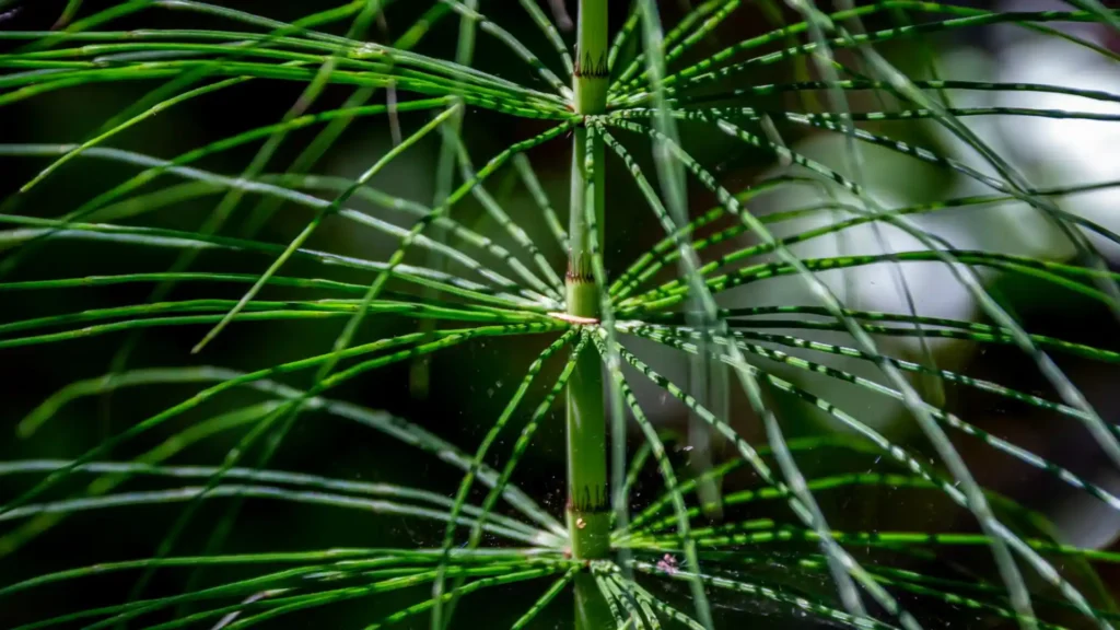 Horsetail for treating skin irritations naturally