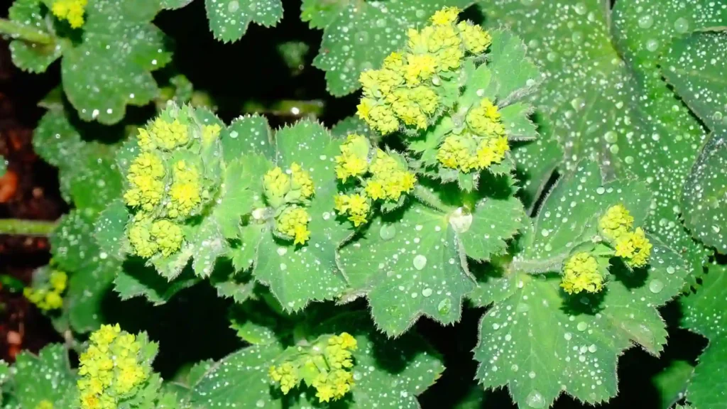 Lady's Mantle for treating eczema naturally