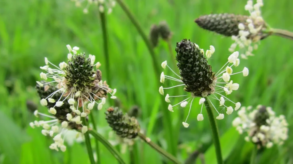 Ribwort for treating eczema naturally