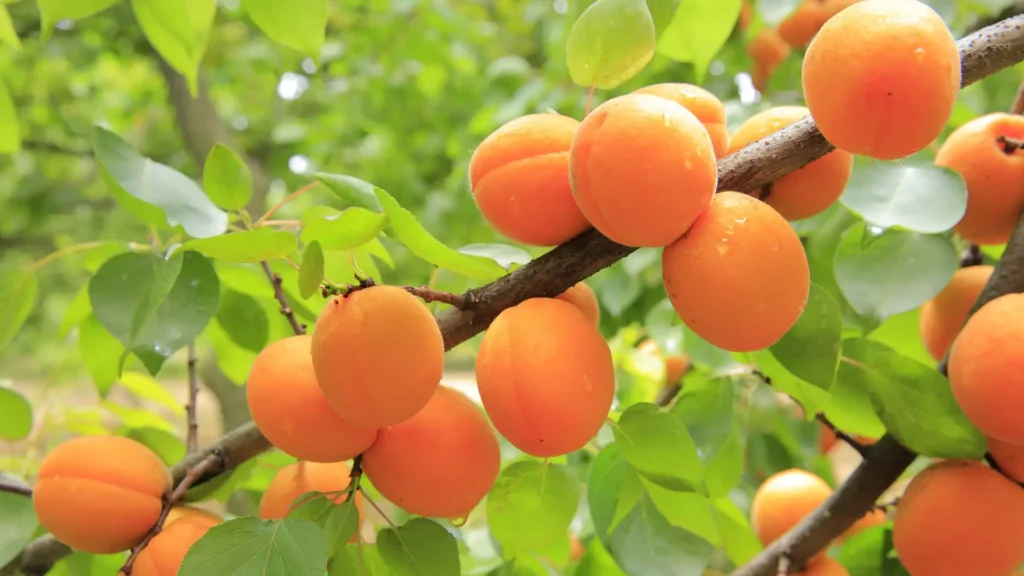 Ripe apricots, valued for their Apricot Kernel Oil