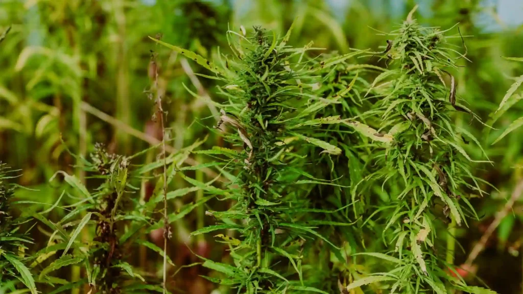 Hemp growing outdoors to produce hemp oil