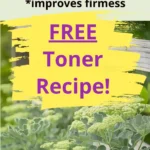 Lady's Mantle herb growing in the wild with a text overlay for a free toner recipe