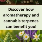 A split image featuring cannabis with roses and jasmine on the top, and cannabis with lavender, chamomile, and jasmine on the bottom. There is a text overlay that says "Discover how aromatherapy and cannabis terpenes can benefit you!"