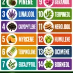Vertical podcast promo graphic titled “14 Top Terpenes in Cannabis & Essential Oils,” showing bold readable terpene names with plant-style icons and a large “Listen to the Podcast” call-to-action at the bottom.