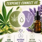 Pinterest graphic showing cannabis leaves, Lavender, an essential oil bottle and an overlapping Venn-style design to explain how cannabis and essential oils share similar terpene chemistry, with a Watch on YouTube call to action.